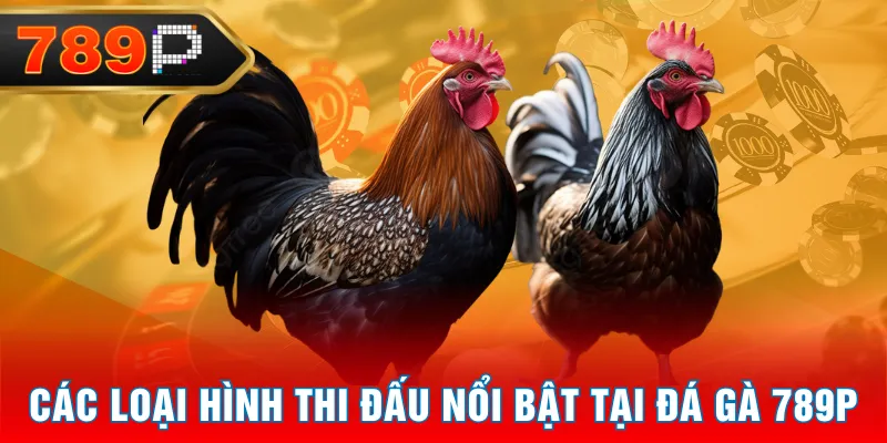 Các loại hình thi đấu nổi bật tại Đá Gà 789P Các loại hình thi đấu nổi bật tại Đá Gà 789P