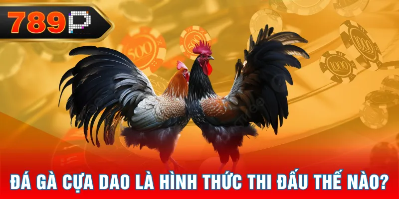 Đá gà cựa dao là hình thức thi đấu thế nào? Đá gà cựa dao là hình thức thi đấu thế nào?