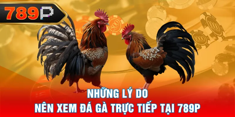 Những lý do nên xem đá gà trực tiếp tại 789P Những lý do nên xem đá gà trực tiếp tại 789P